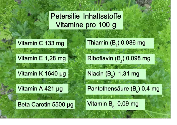 Kräuterkunde: Petersilie als Heilpflanze für die Gesundheit – Philognosie