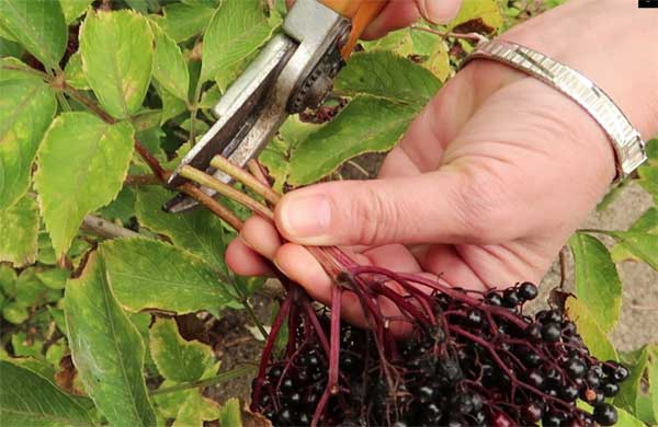 Holunderbeeren ernten