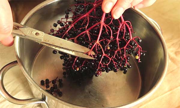 Holunderbeeren für Saft und Sirup vorbereiten