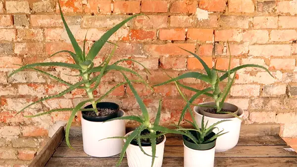 Standort für die Aloe Arborescens