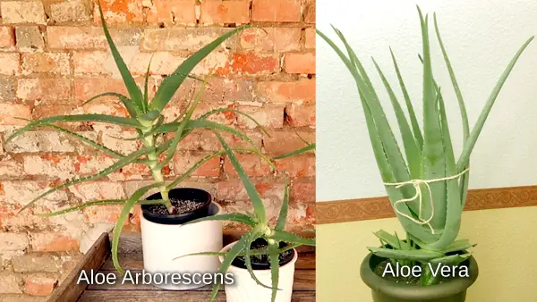 Aloe arborescens versus Aloe vera