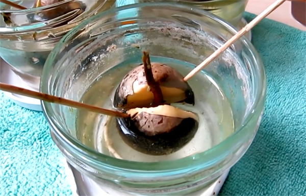 Avocado Kern keimen lassen