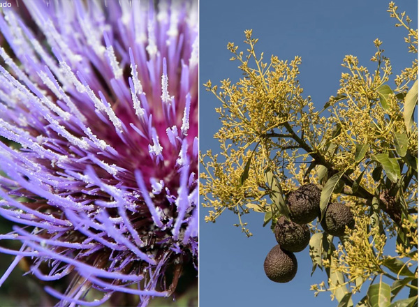 Avocado Blüte blühen