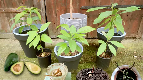 Avocado Kern anpflanzen