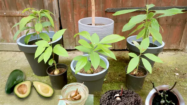 Avocado anpflanzen Avocadobaum ziehen, schneiden, pflegen Philognosie