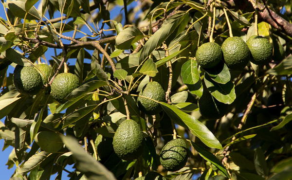 Avocadobaum Herkunft
