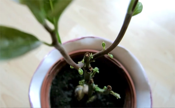 Avocado Pflanze schneiden