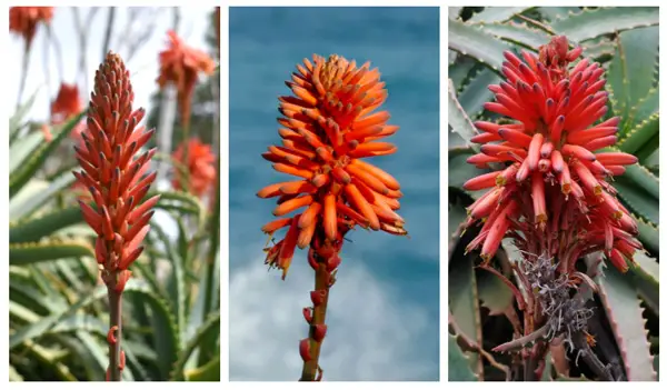 Blüten Baum Aloe