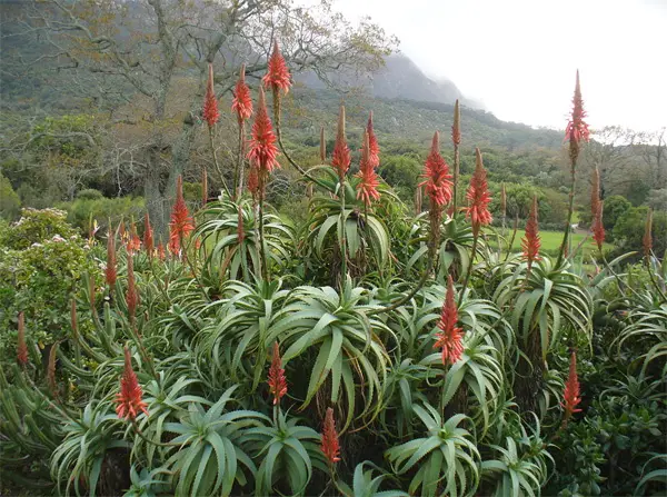 Herkunft Aloe Arborescens