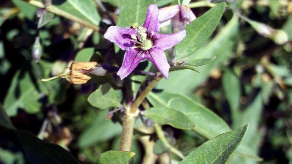 Blüte des gemeinen Bocksdorns