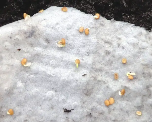 winzige Goji Samen im beginnendem Keimstadium auf einem feuchten Zelttuch