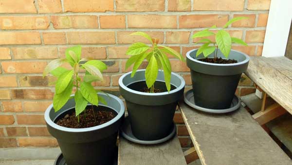 Avocado Standort Temperatur Pflanzzeit Keimling