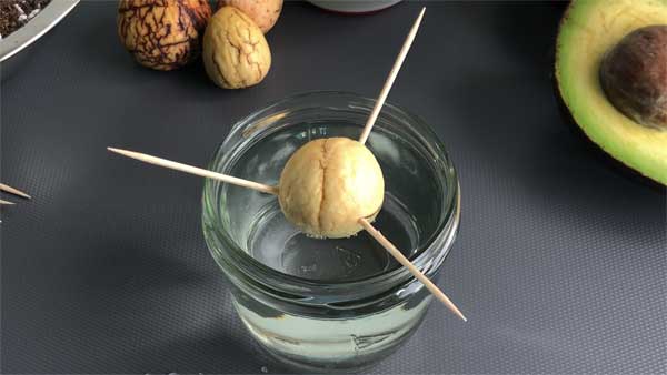 Avocadokern in Wasser keimen lassen