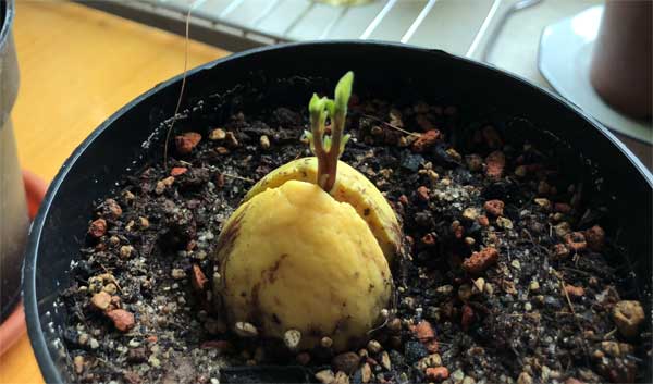 Avocadokern in Erde keimen lassen