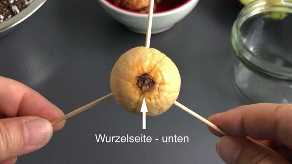 Wuchsrichtung Wurzelseite Keimling