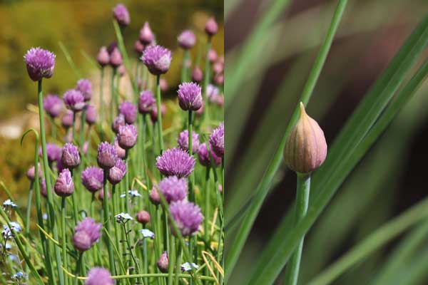 sind Schnittlauch Blüten essbar