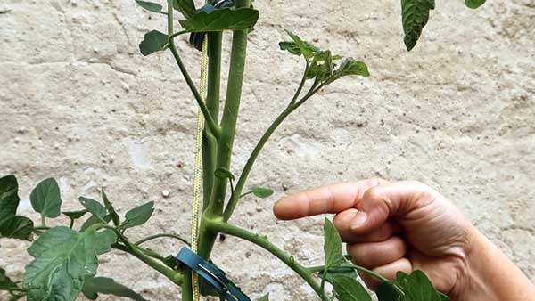 Finger zeigt auf Geiztrieb einer Tomatenpflanze