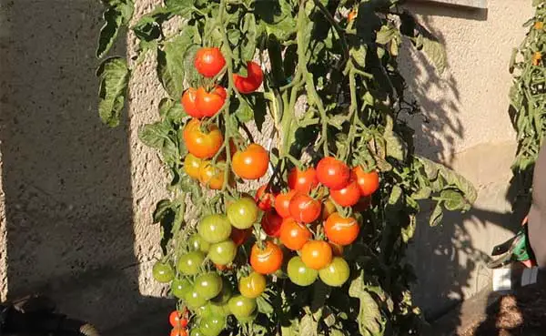 Herbstschnitt Ernte unreife Tomaten schneiden