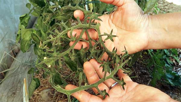 leere Rispen an einer Tomatenpflanze abschneiden