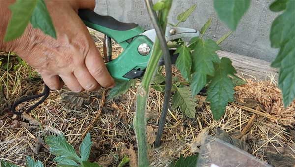 Tomate Blätter unten schneiden