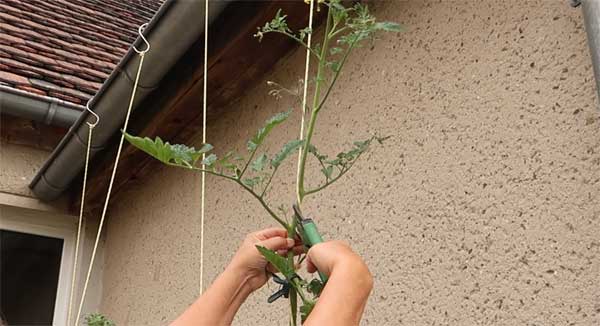 Tomate Trieb oben abschneiden