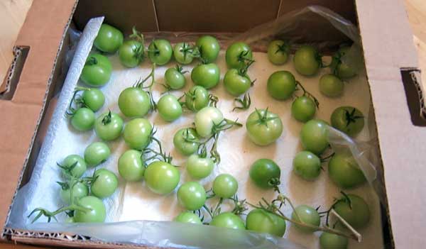 Tomaten nachreifen lassen Lagerung