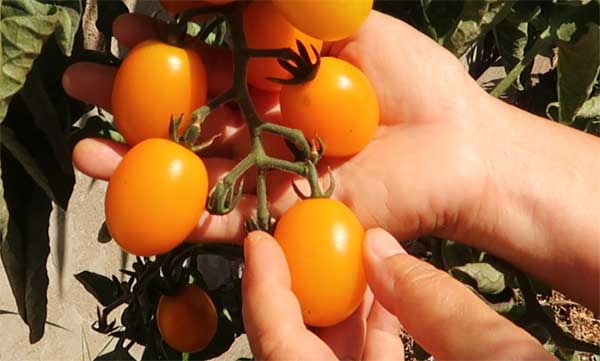 Tomaten Reife Drucktest