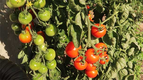 Tomaten Reife an Farbe erkennen
