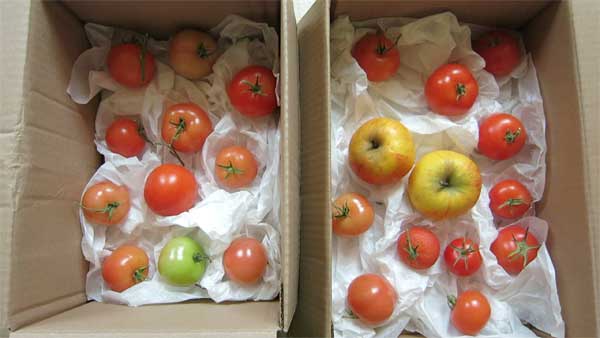 Tomaten mit Apfel schneller reifen lassen