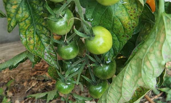 unreife Tomaten