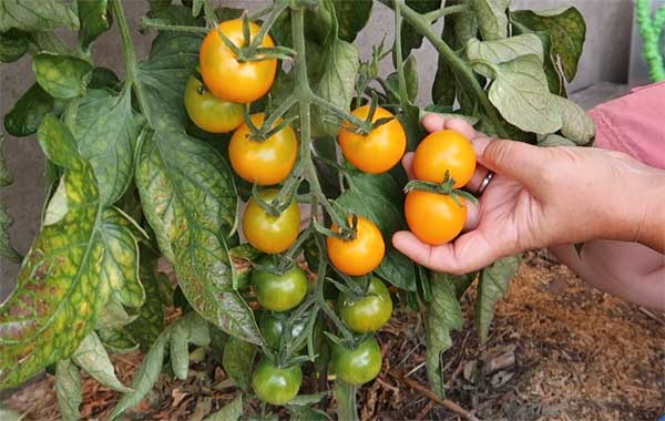 Unreife Tomaten erkennen