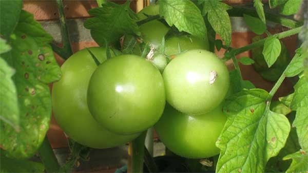 Unreife Tomaten ernten