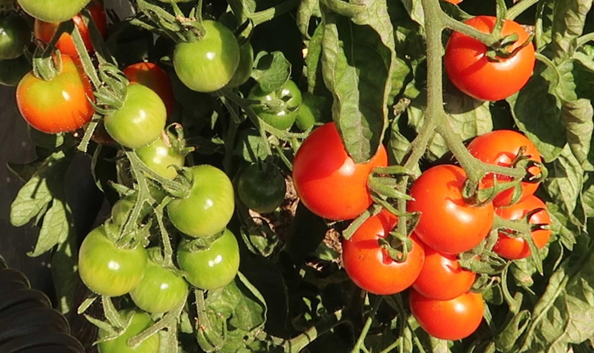wann sind Tomaten reif