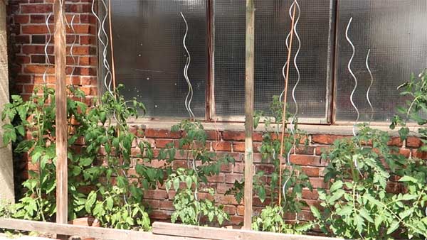 Rankhilfe für Tomaten zeigen