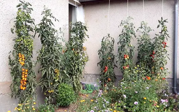 Tomaten im Garten anpflanzen