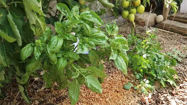 Basilikum und Petersilie als gute Nachbarn von Tomaten