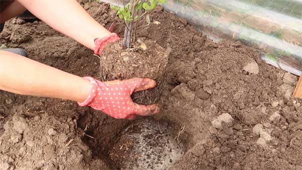 Junge Tomatenpflanze in den Garten anpflanzen