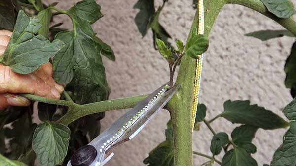 Geiztriebe bei Tomaten entfernen