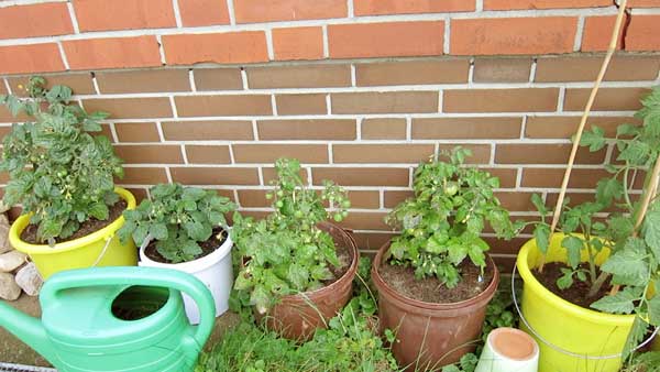 Tomaten im Topf für Balkon anbauen