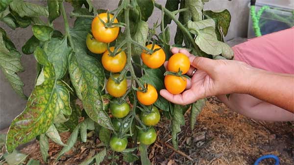 Reife Tomaten ernten