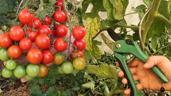 Letzte Ernte von Tomaten im Herbst