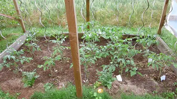 Vorgezogene Tomaten fertig