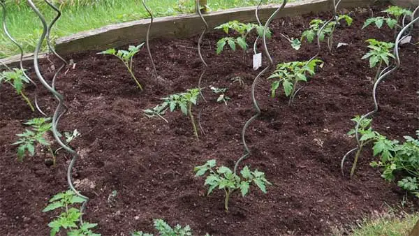 Tomatenpflanzen vorgezogen