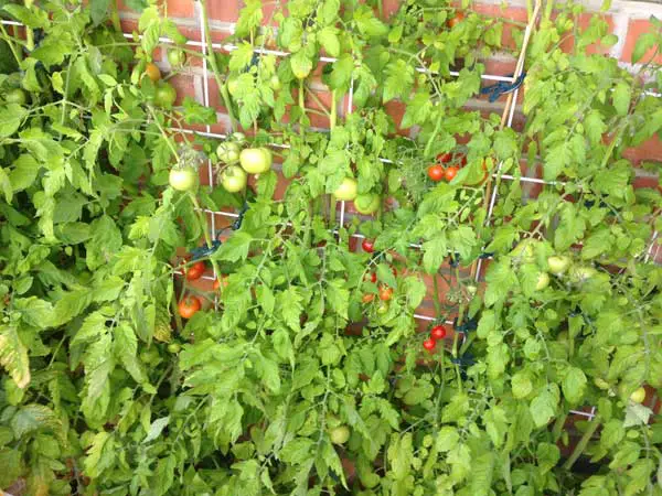 Tomaten scheiden ausgeizen