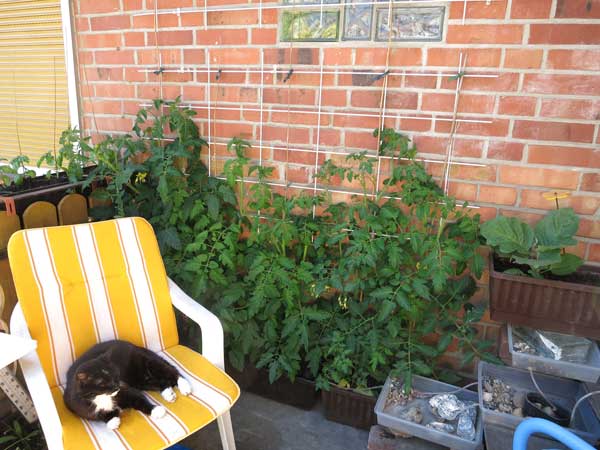 Rankhilfe für Tomaten auf dem Balkon