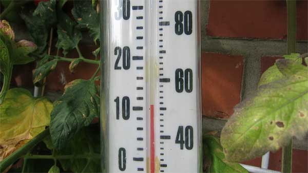 Letzte Ernte Balkon Tomaten Herbst