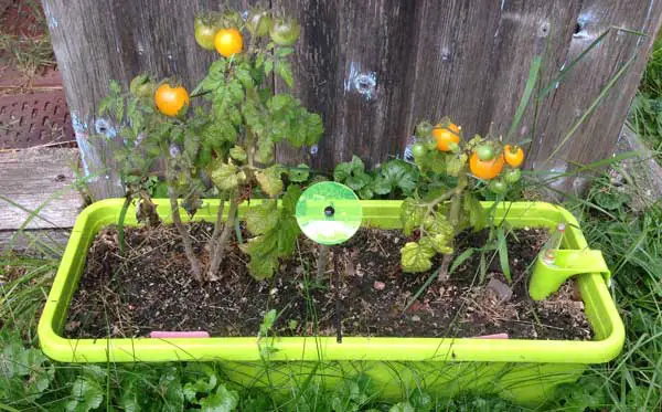Tomaten im Blumenkasten