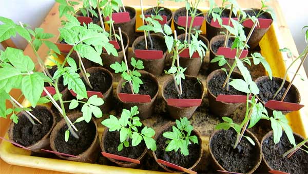 Tomaten für Balkon vorziehen