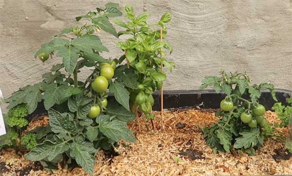 Topftomate und Buschtomate zeigen