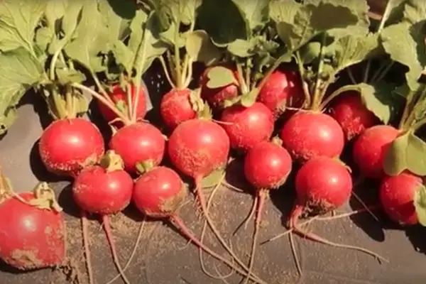 Radieschen ernten